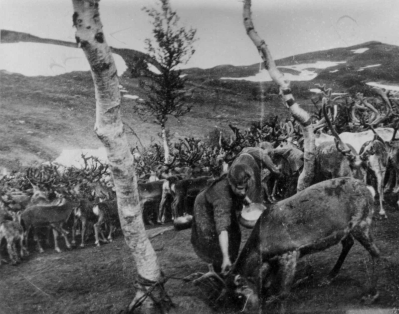 Lea Barrock Gorek lea aaltoem buhtjeme Skarpdalesne 1923. / Lea Barrock har mjølka ei reinsimle i Skarpdalen i 1923.